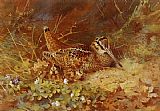 Archibald Thorburn Famous Paintings - Woodcock and Chicks